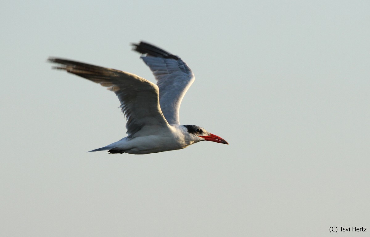 Raubseeschwalbe - ML652610510