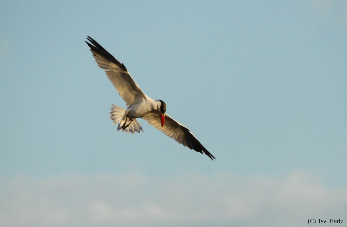 Raubseeschwalbe - ML652610511