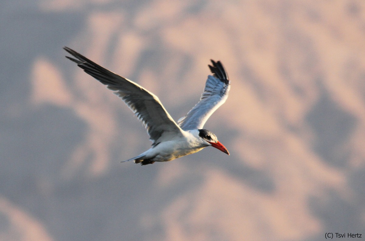 Raubseeschwalbe - ML652610513