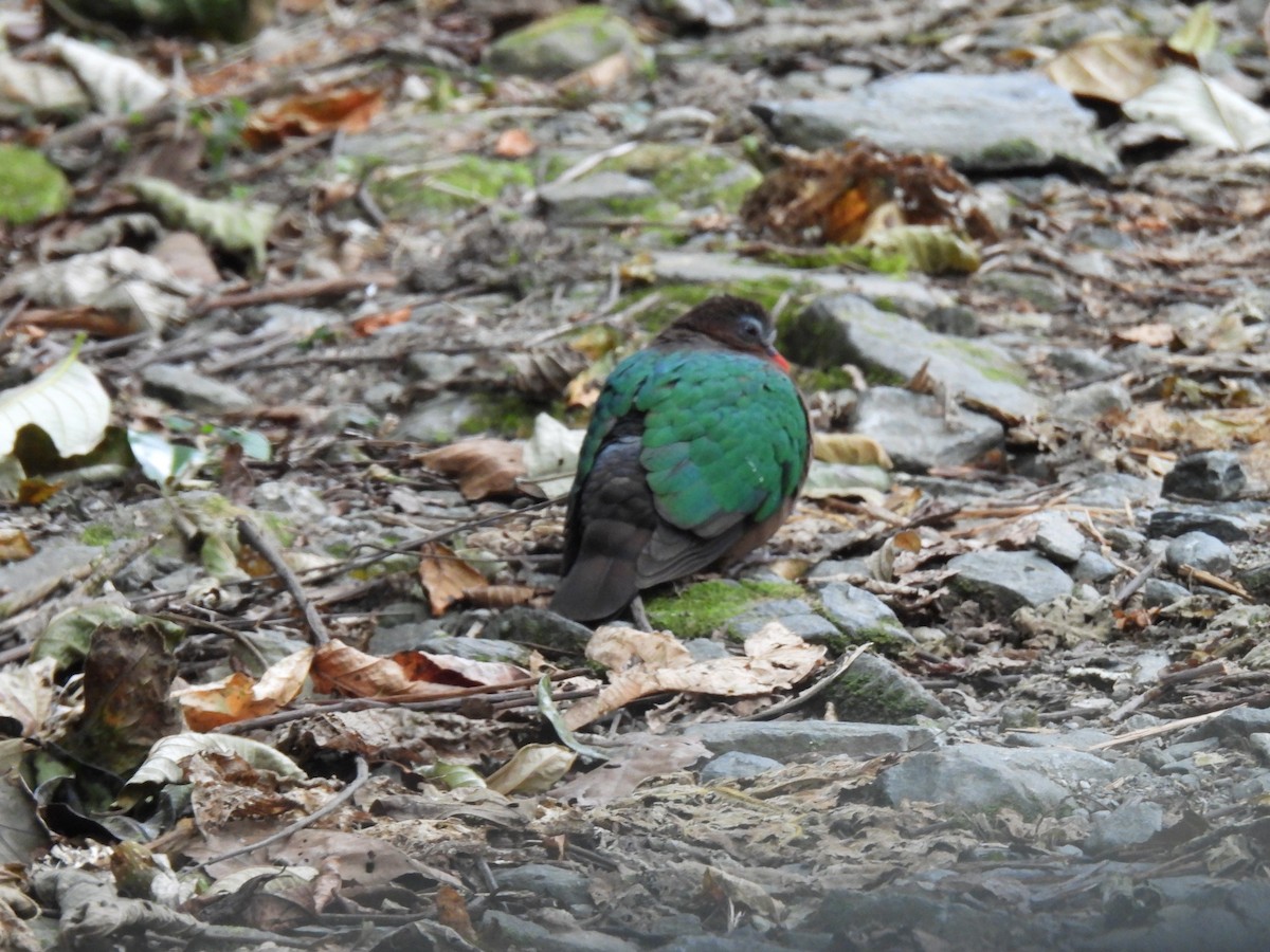 Zümrütkanat Kumru - ML652610549