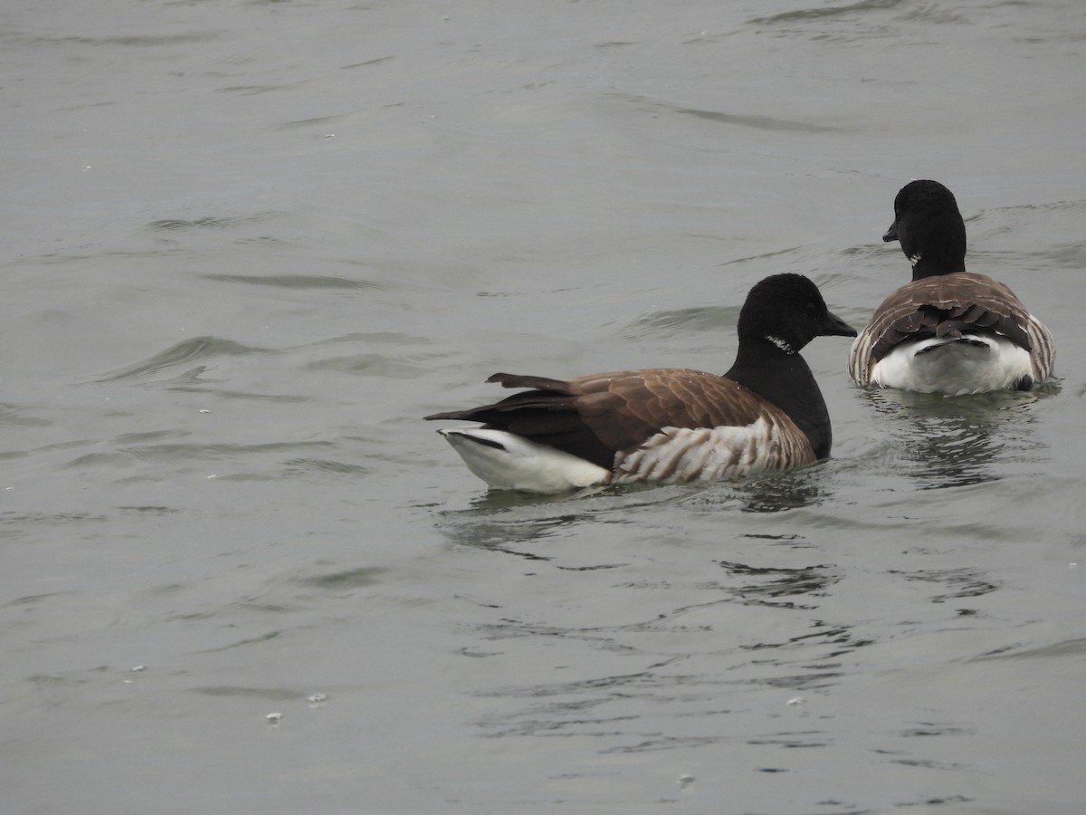 Ringelgans (Hellbäuchige) - ML652610570