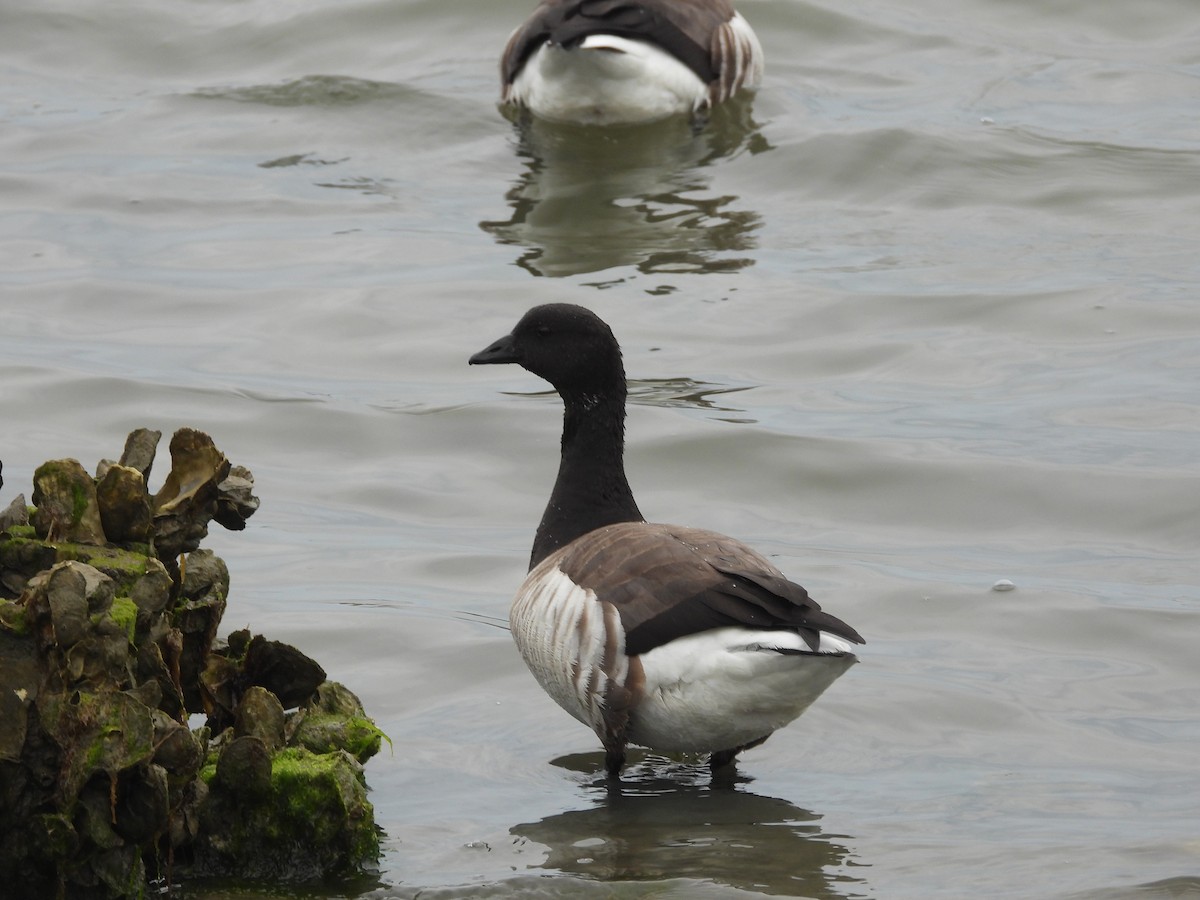 Ringelgans (Hellbäuchige) - ML652610572