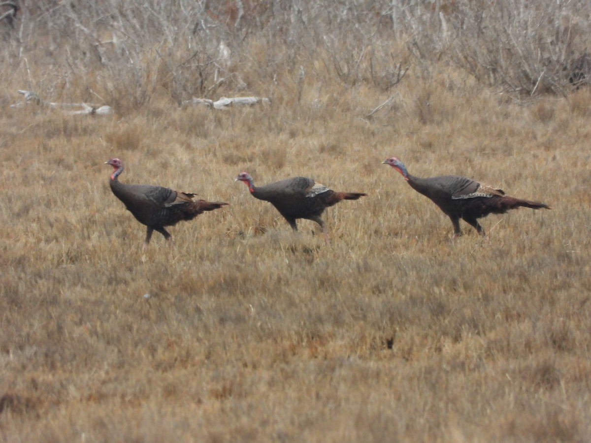 Truthuhn - ML652610589