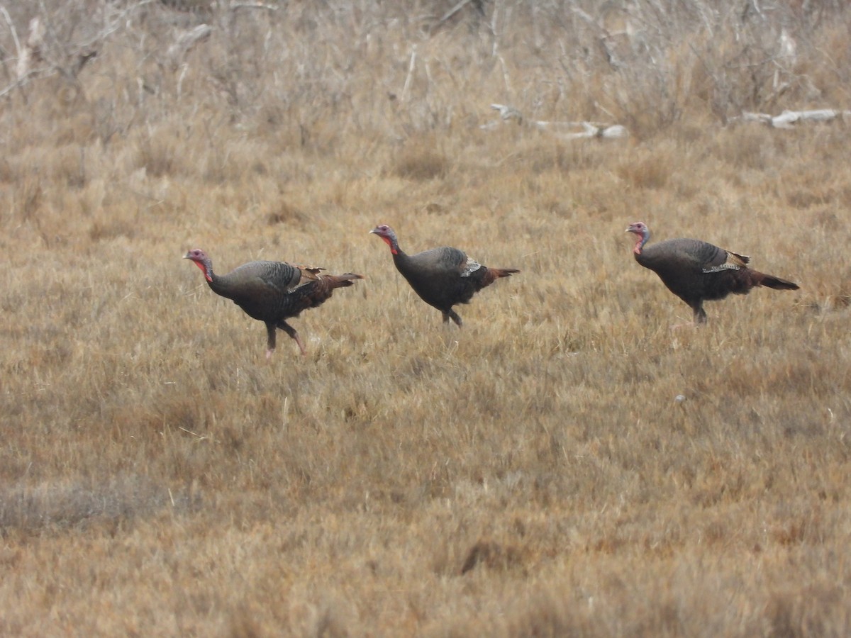 Truthuhn - ML652610590