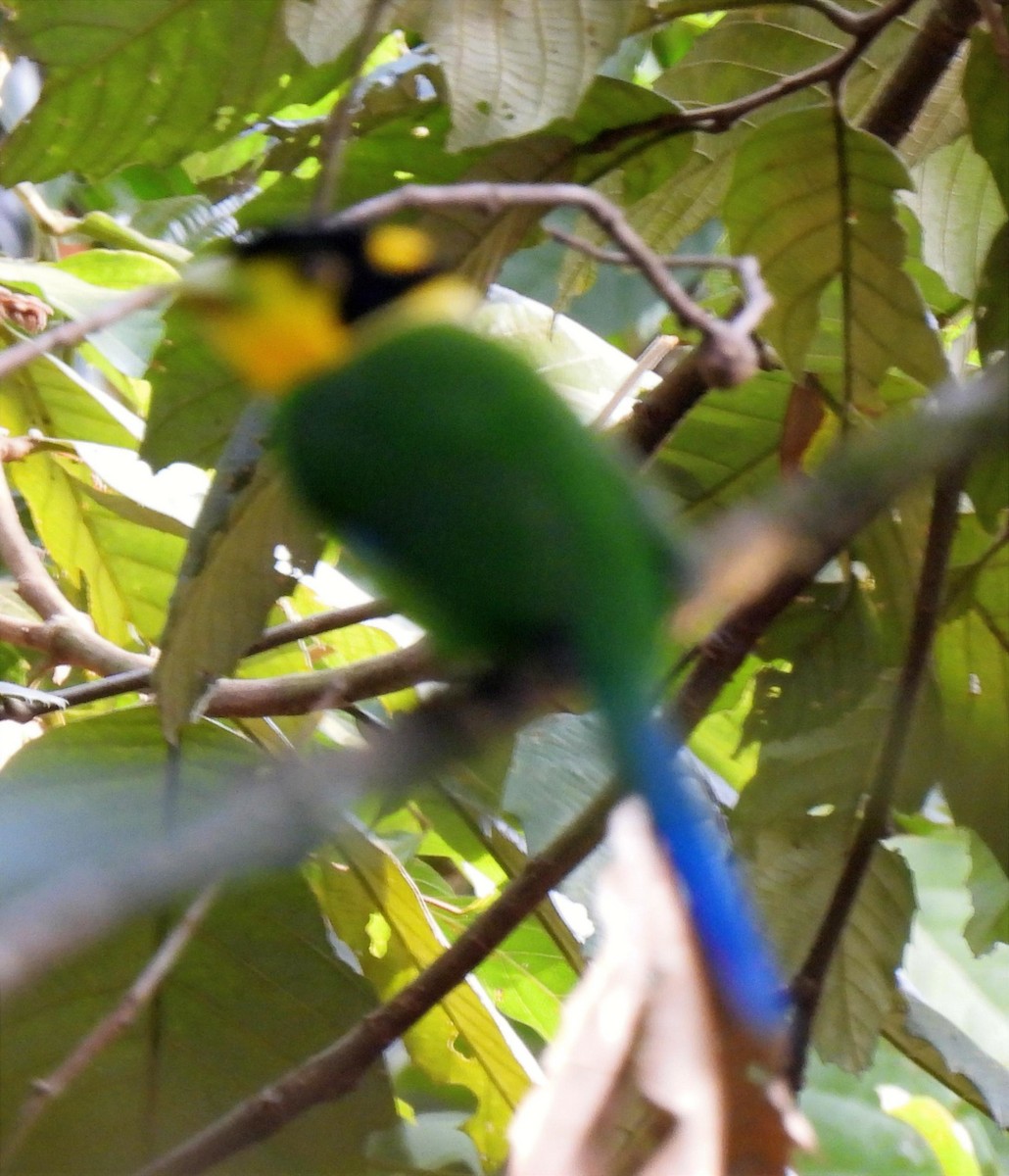 Uzun Kuyruklu Genişgaga - ML652610597