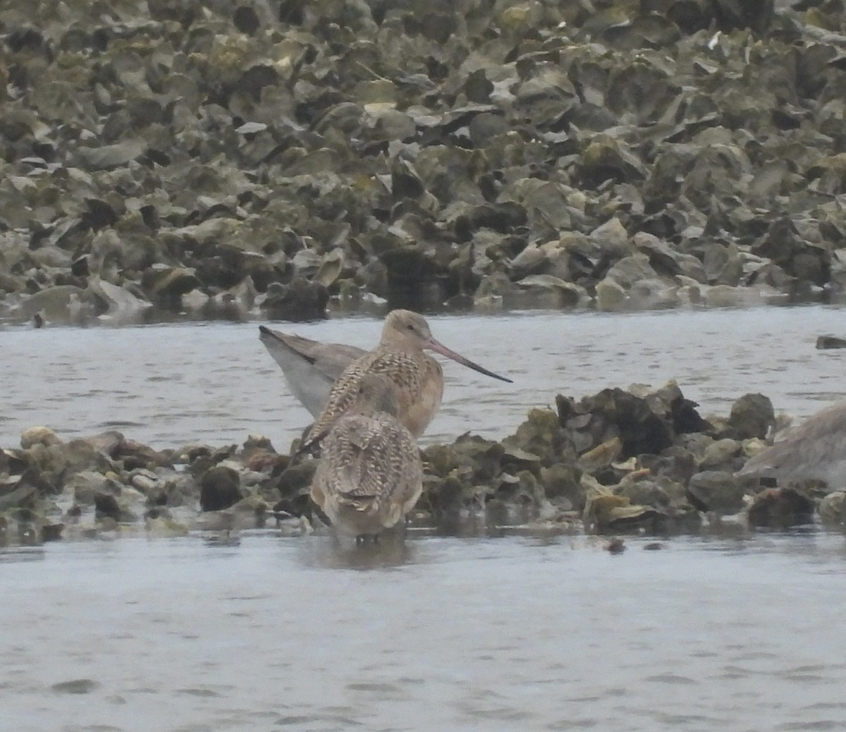 Marmorschnepfe - ML652610614