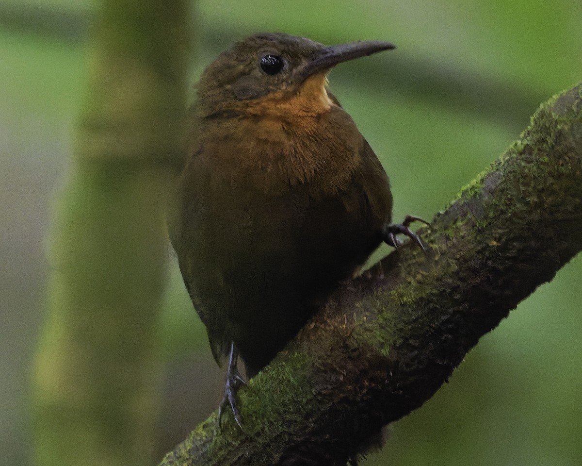 Eastern Woodhaunter - ML652610700