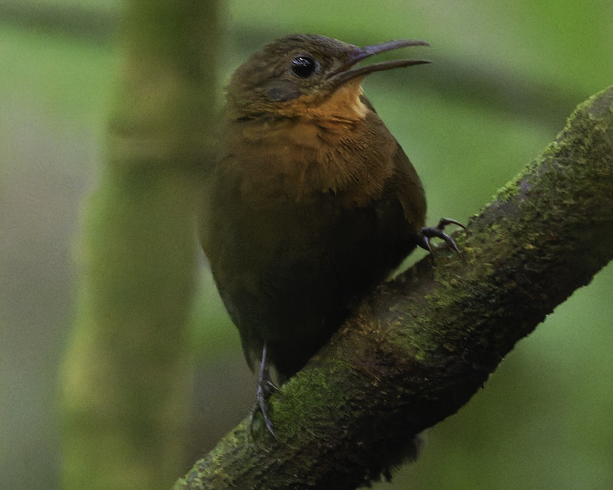 Eastern Woodhaunter - ML652610701