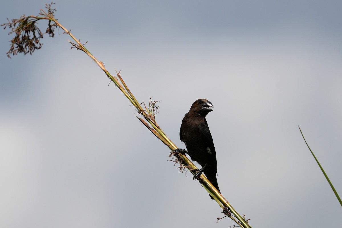 tykknebbvever - ML652610713