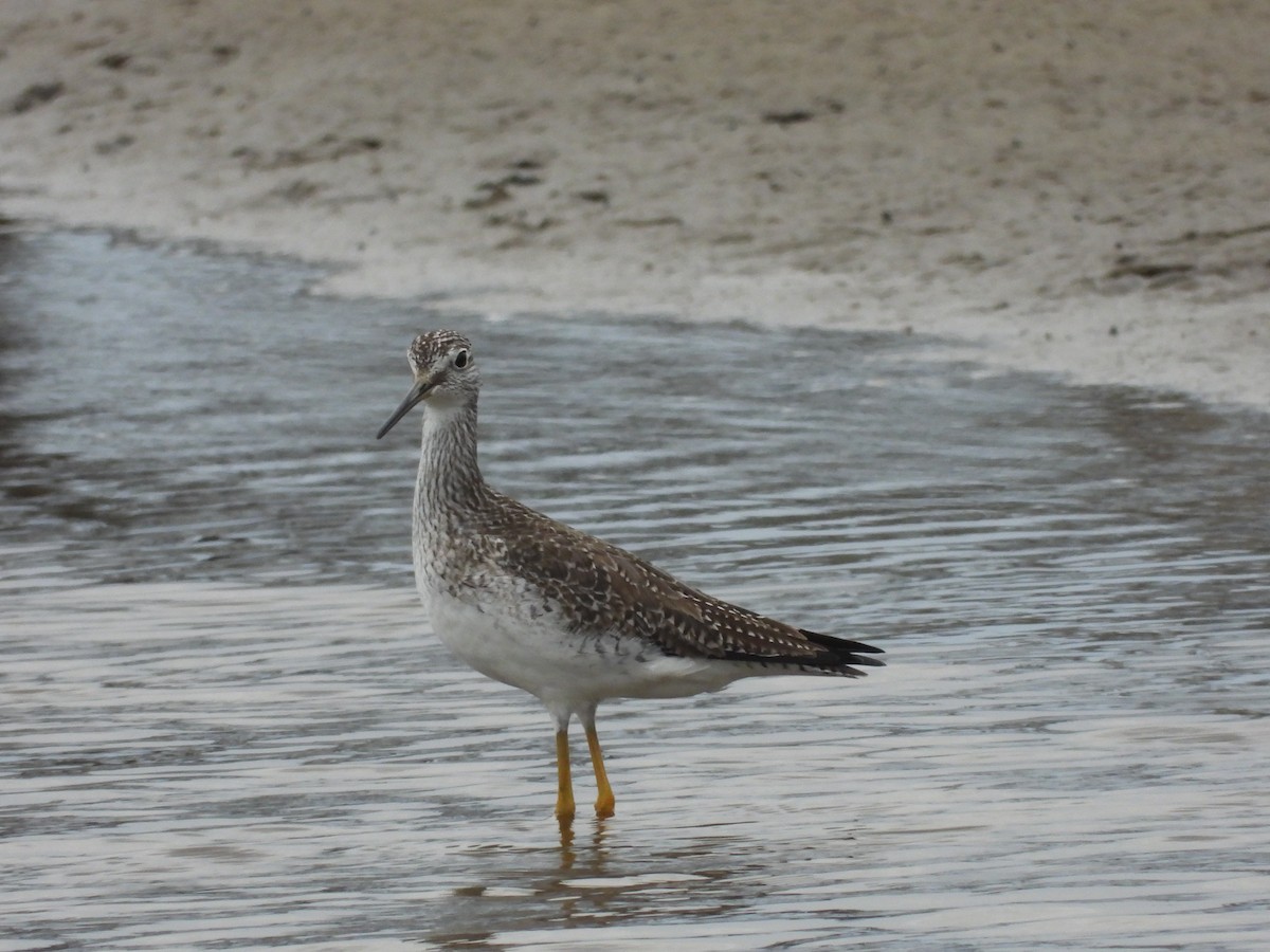 Tüpfelgelbschenkel - ML652610806