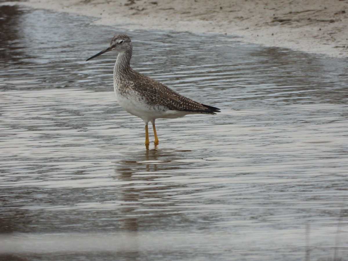 Tüpfelgelbschenkel - ML652610807