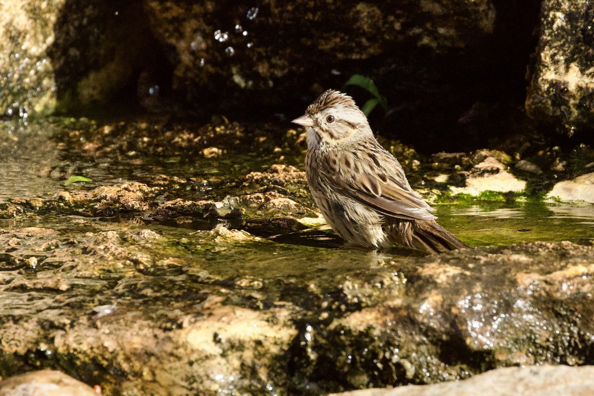 Lincoln Serçesi - ML652610817