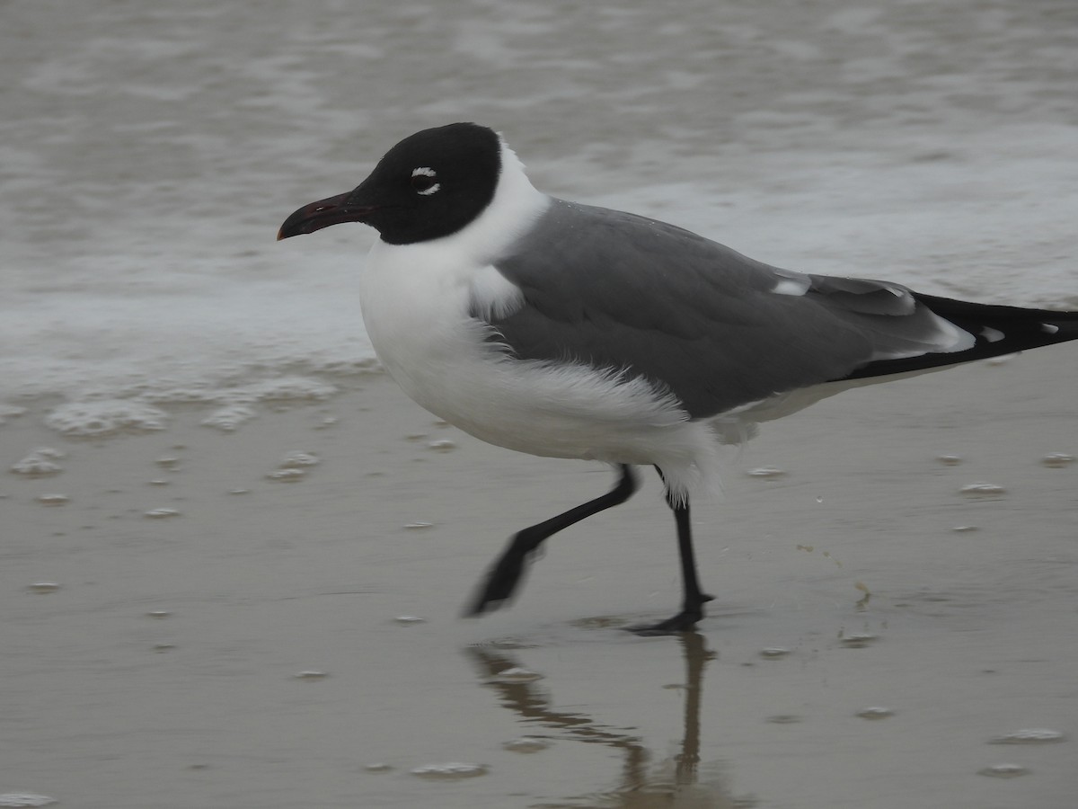 Aztekenmöwe - ML652610827