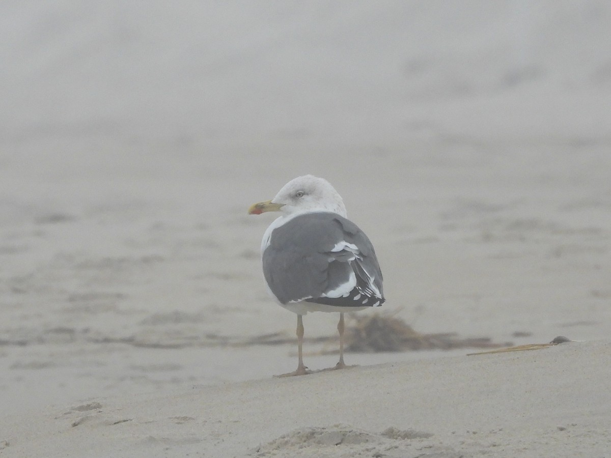 Heringsmöwe - ML652610840