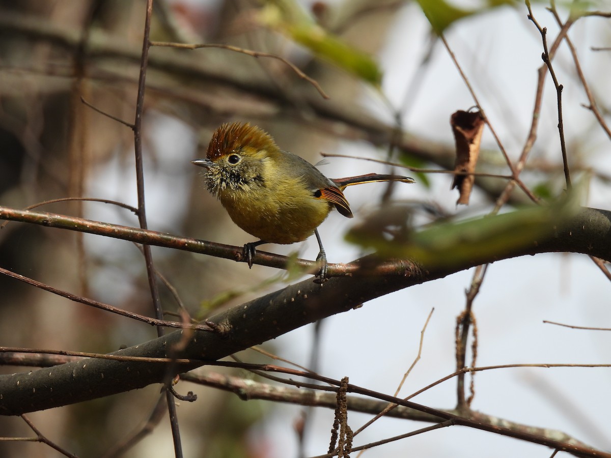 Sarıca Minla - ML652610880