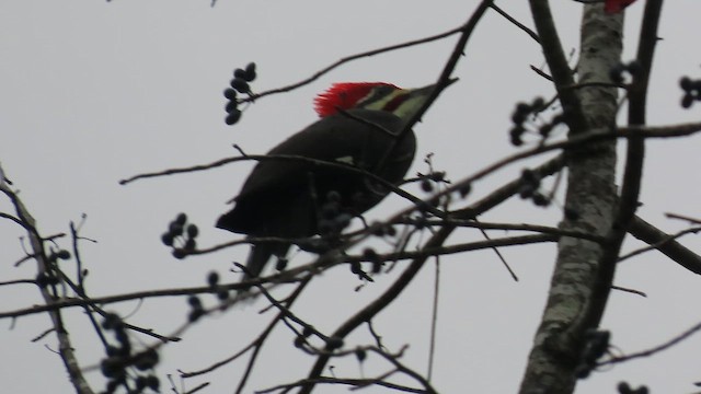 Pileated Woodpecker - ML652610909