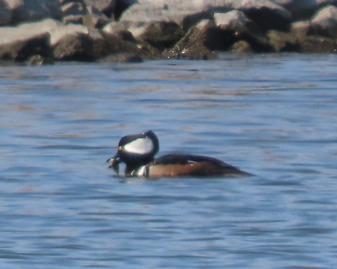 Başlıklı Tarakdiş - ML652610918