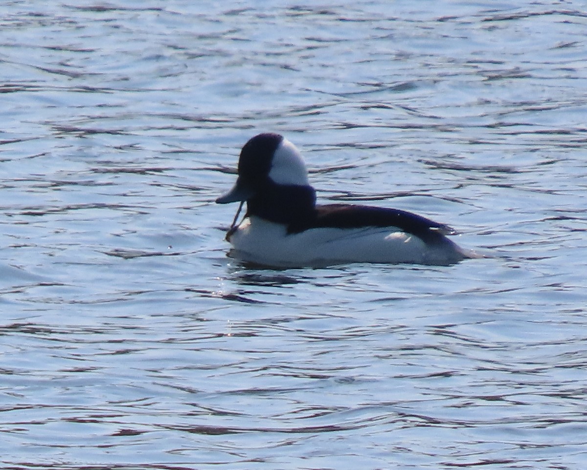 Ak Yanaklı Ördek - ML652610930