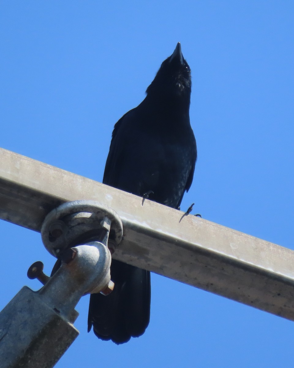 Balıkçı Karga - ML652610943