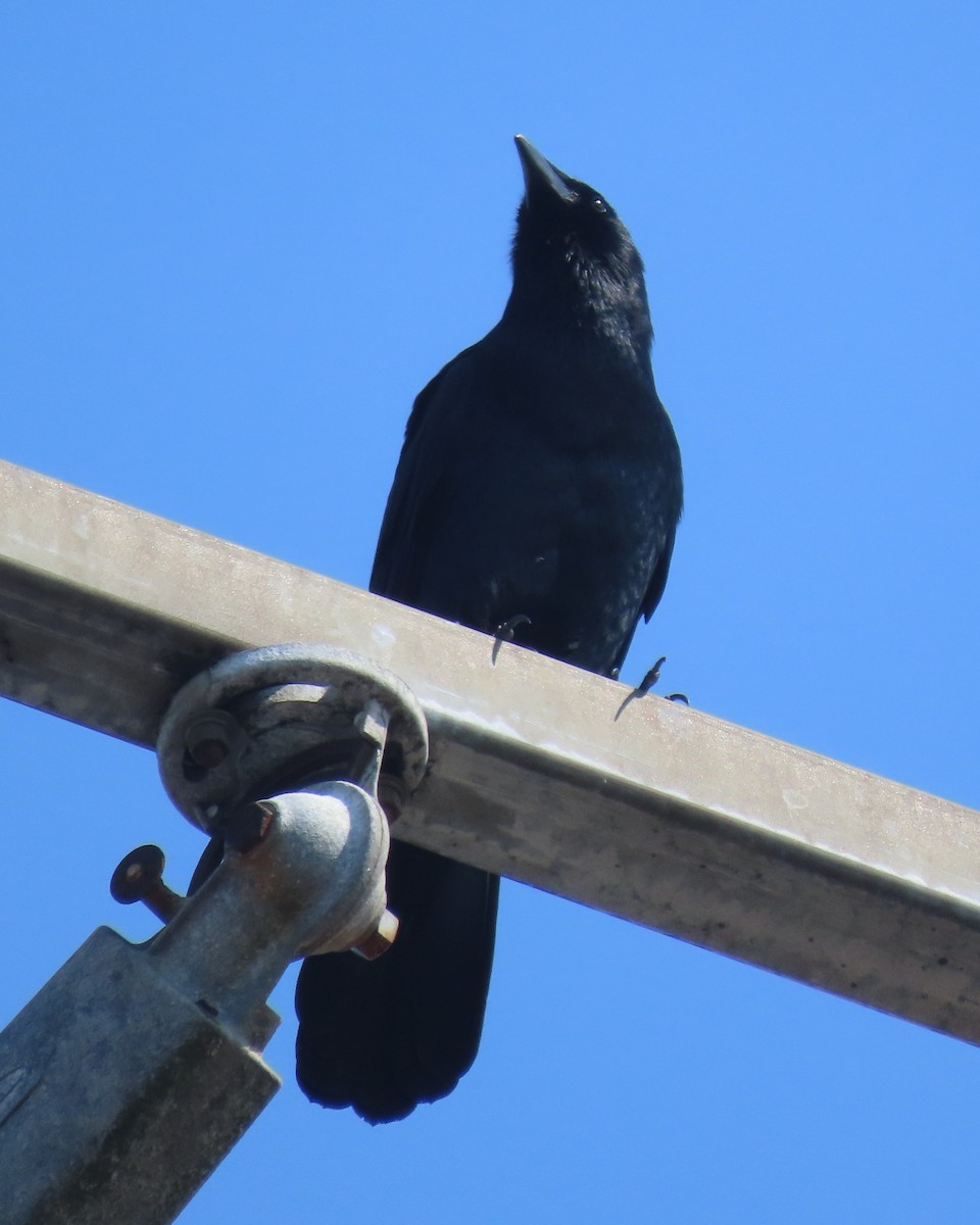 Balıkçı Karga - ML652610944