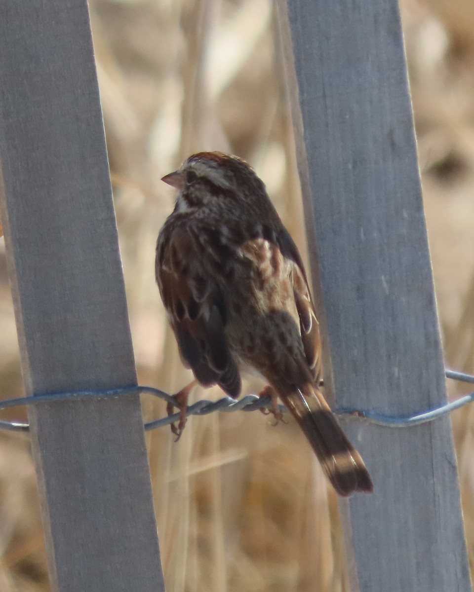 Ötücü Serçe - ML652610952