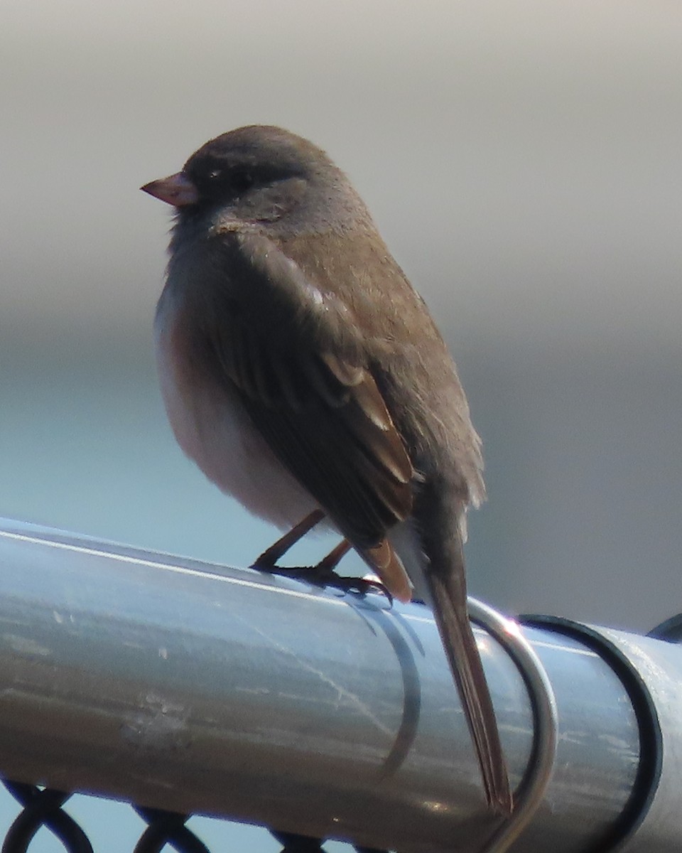 Kara Gözlü Junko - ML652610961