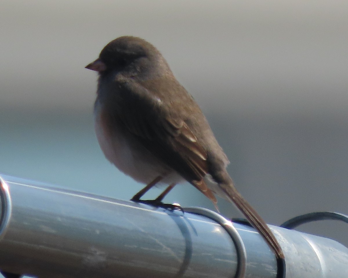 Kara Gözlü Junko - ML652610962