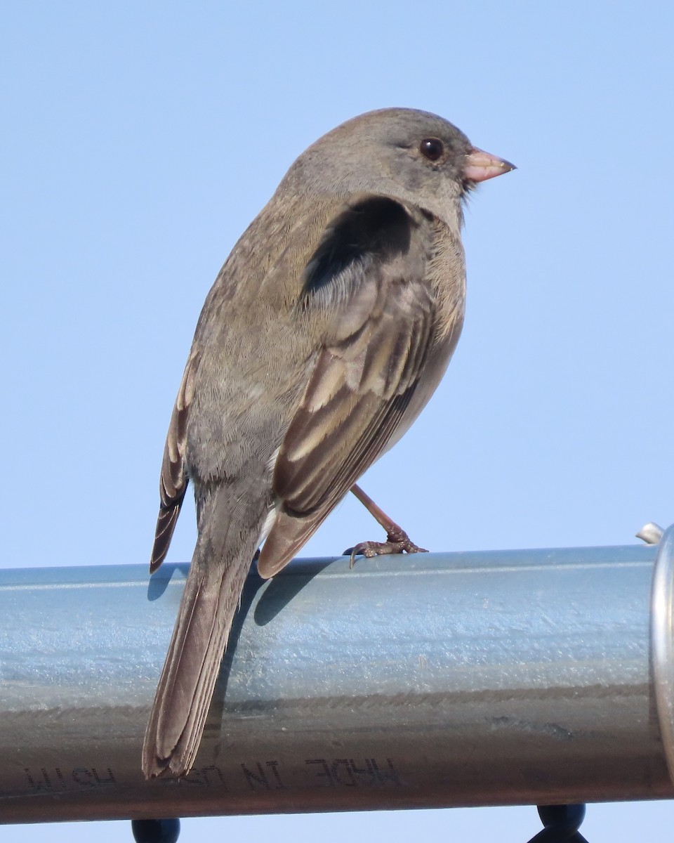 Kara Gözlü Junko - ML652610963