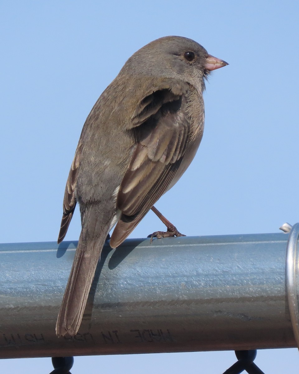 Kara Gözlü Junko - ML652610964