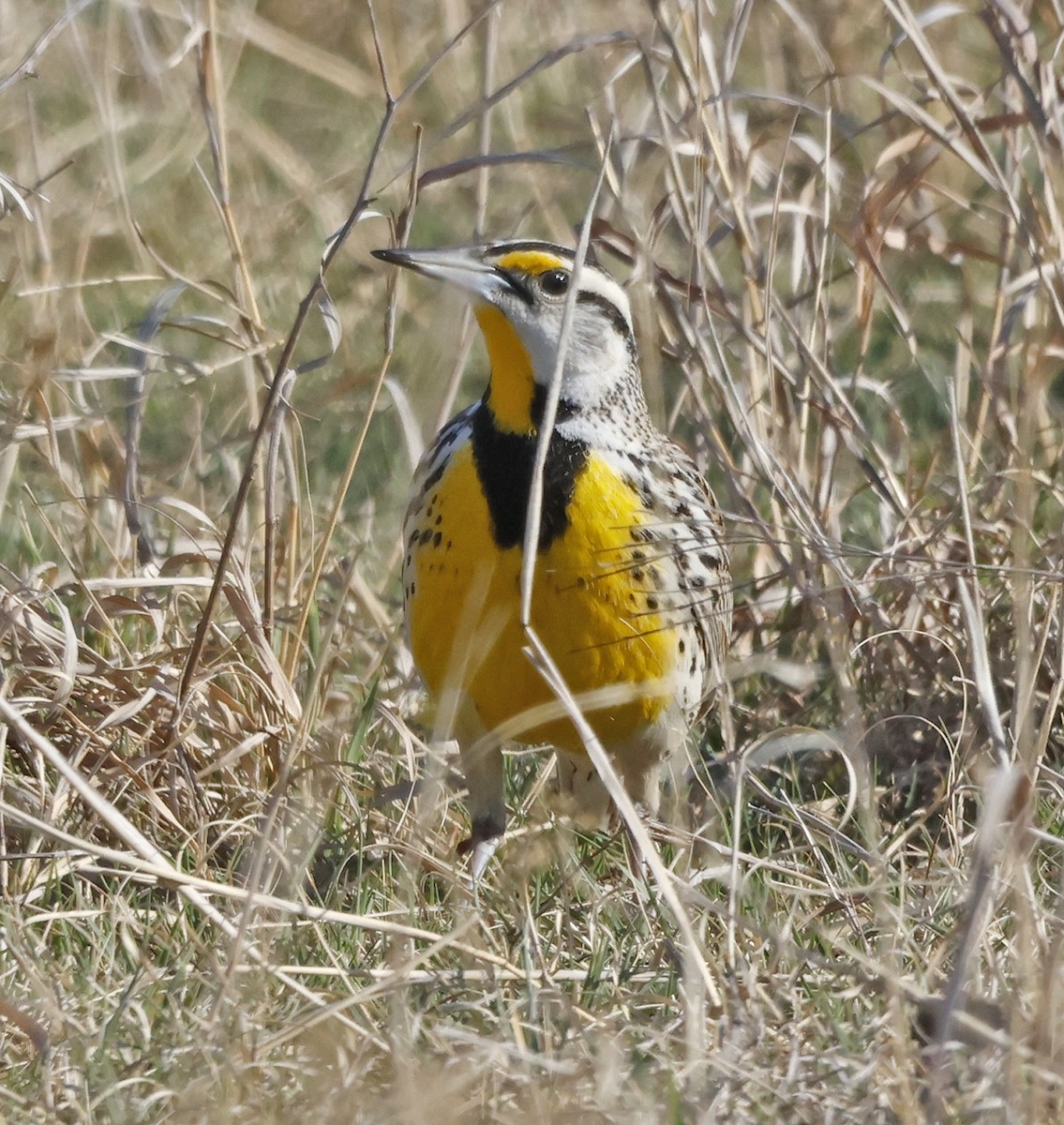 Eastern Meadowlark - ML652610965