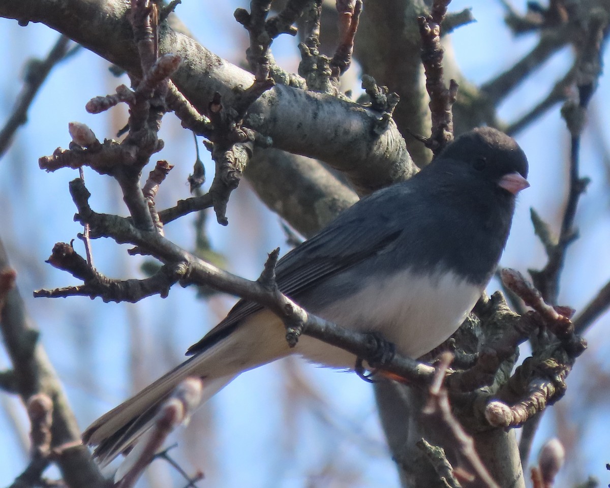 Kara Gözlü Junko - ML652610966