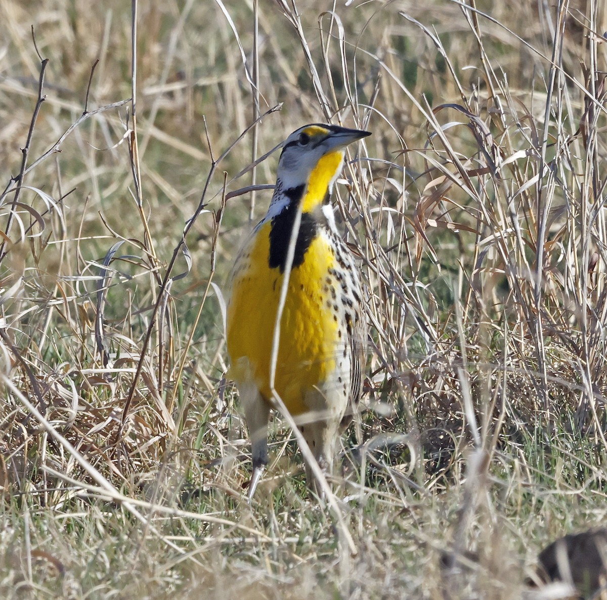 Eastern Meadowlark - ML652610997