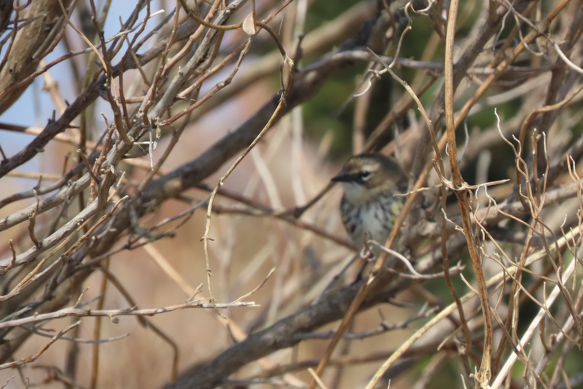 Taçlı Ötleğen - ML652611000