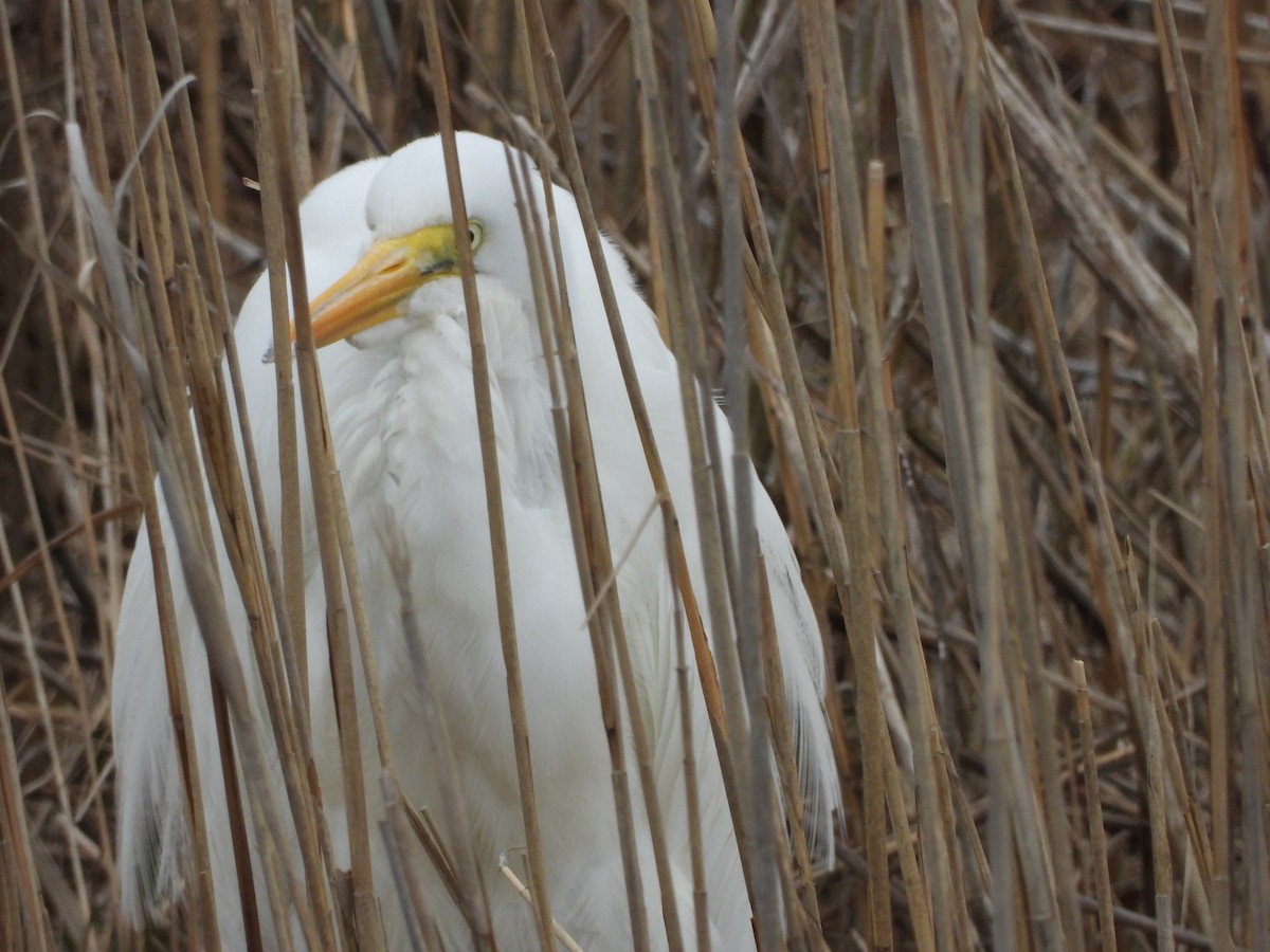 Silberreiher - ML652611029