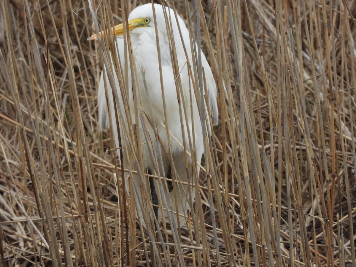 Silberreiher - ML652611030