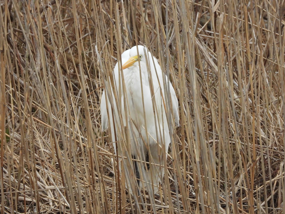 Silberreiher - ML652611032