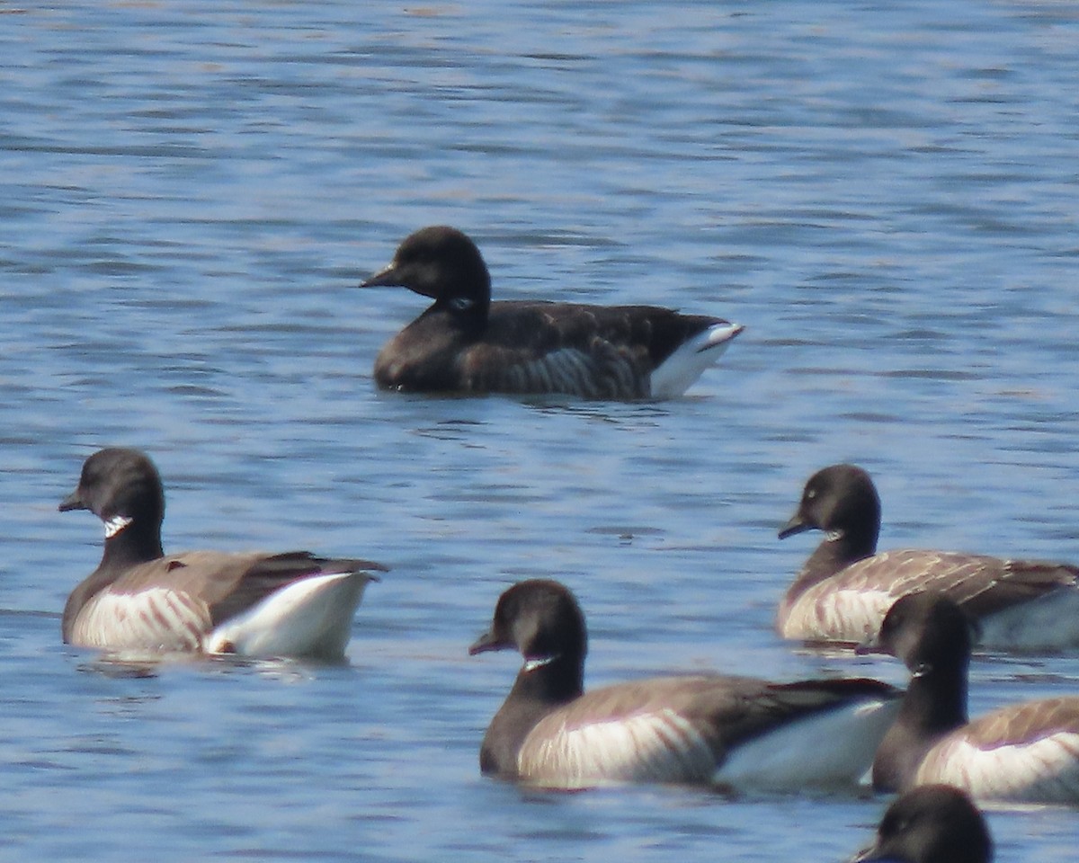 Yosun Kazı - ML652611041