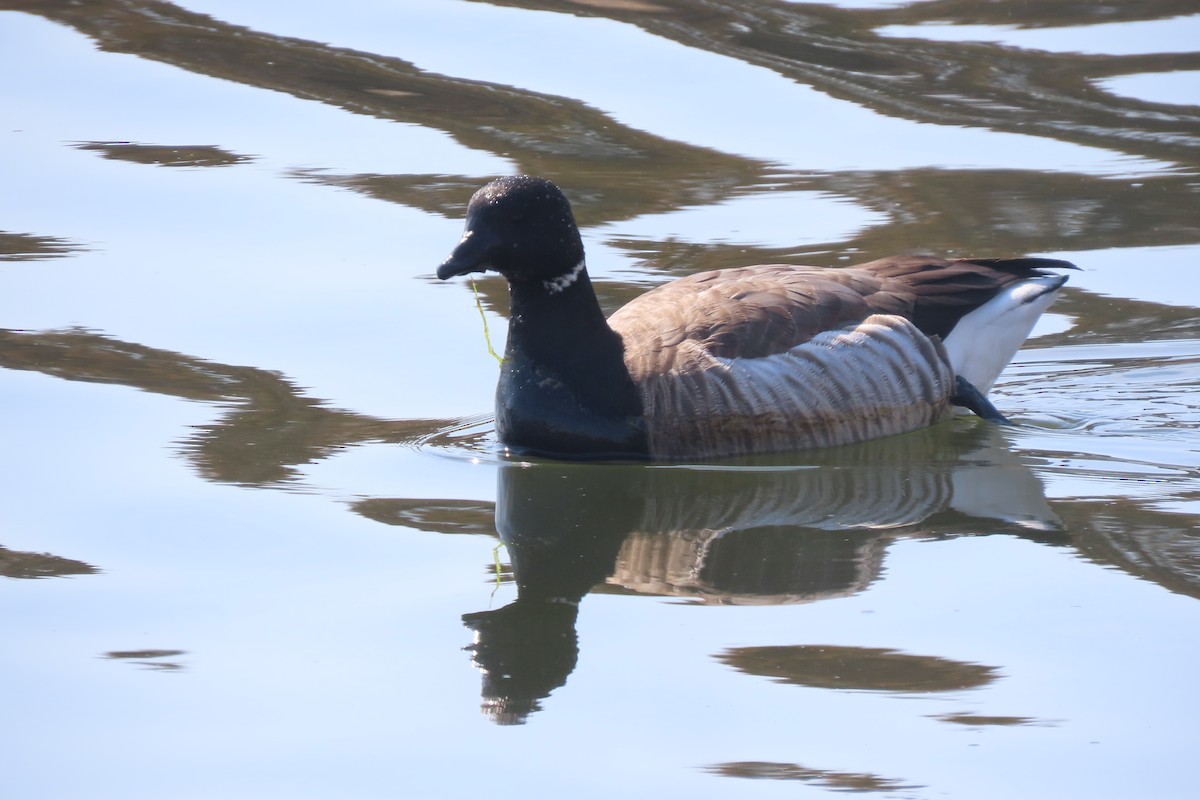 Yosun Kazı - ML652611053