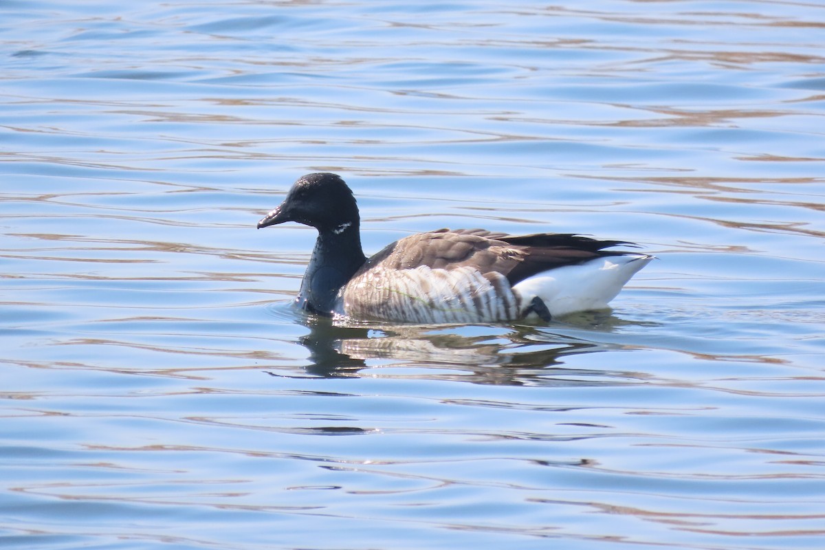 Yosun Kazı - ML652611055