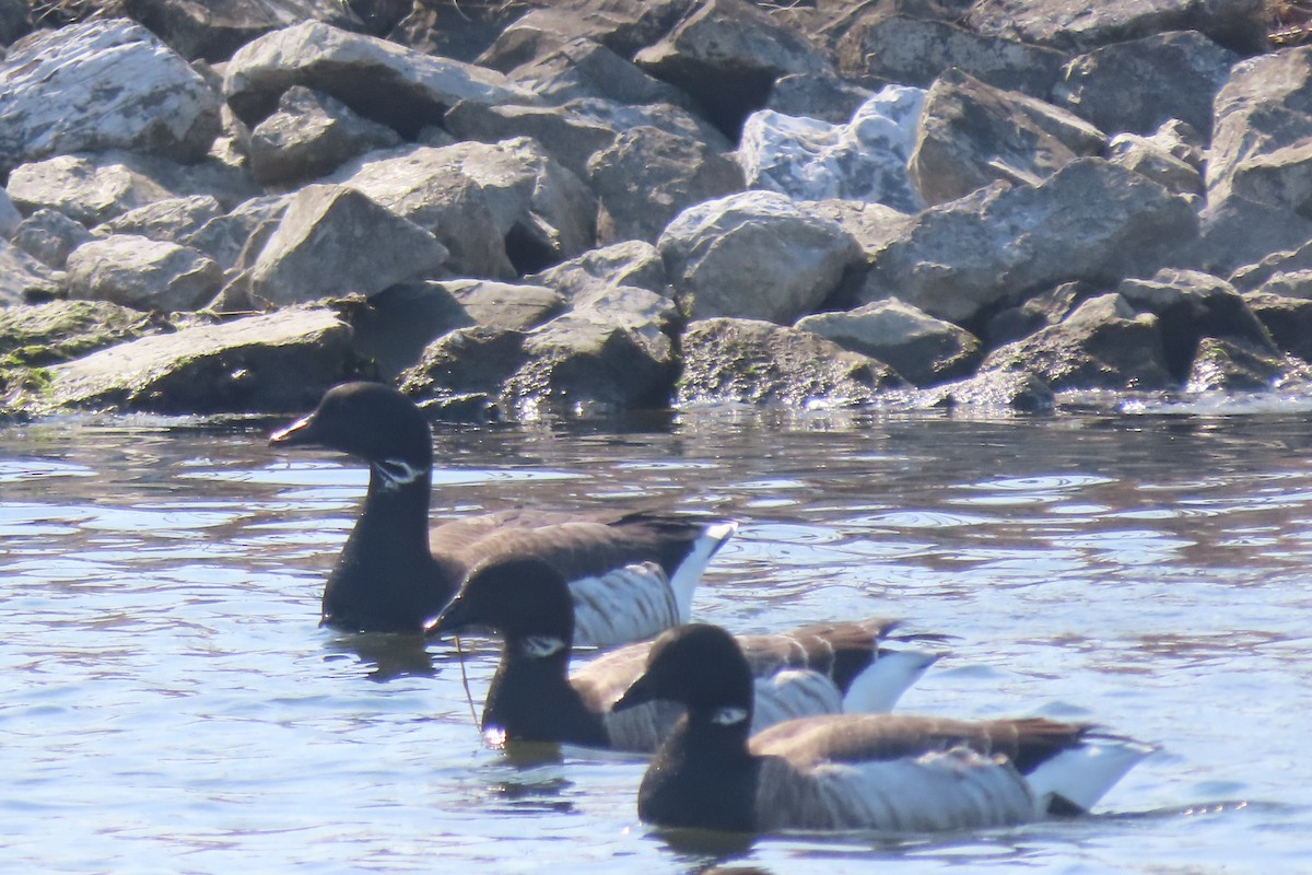 Yosun Kazı - ML652611056