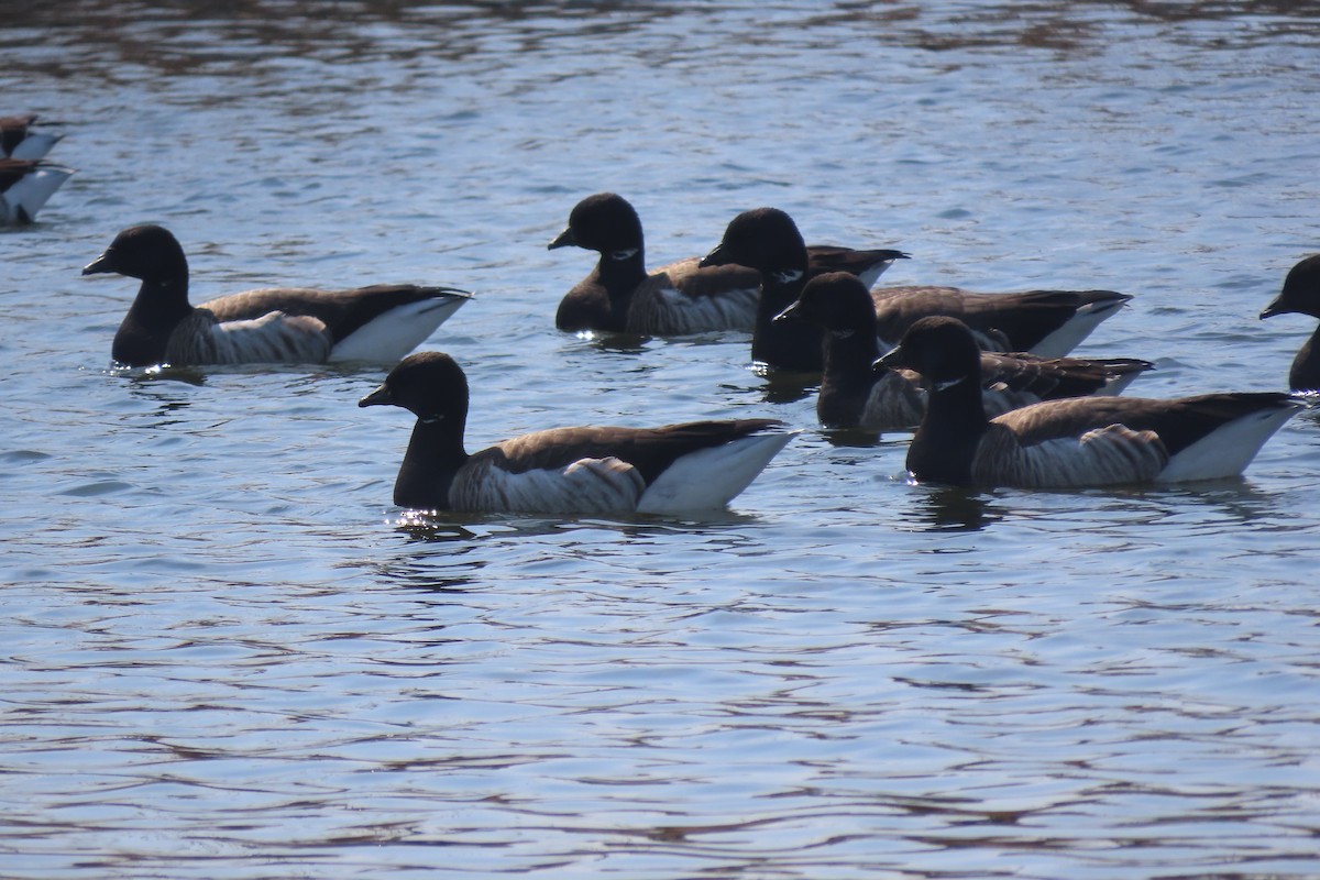 Yosun Kazı - ML652611058