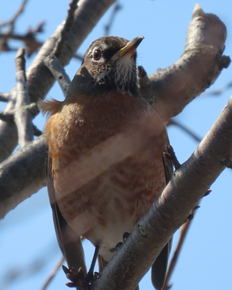 Göçmen Ardıç - ML652611096