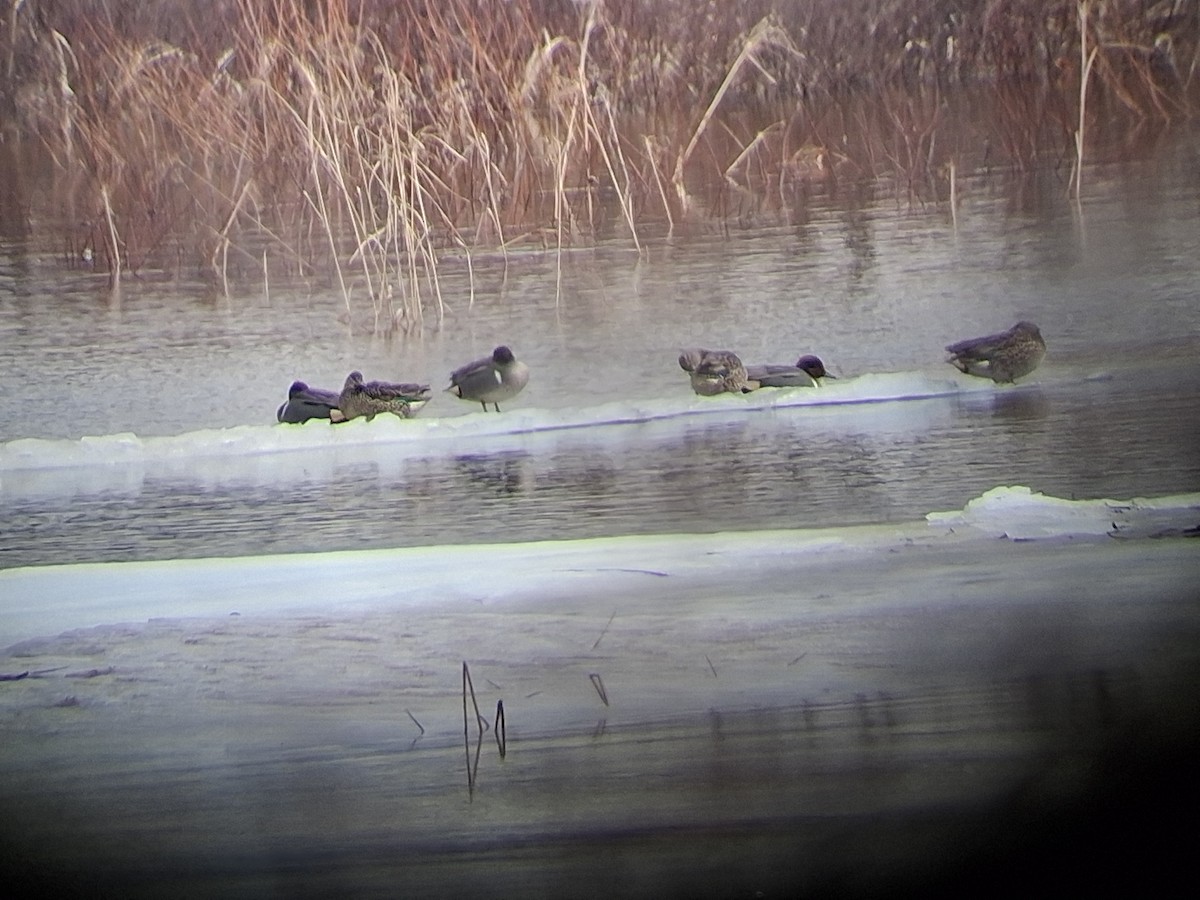 Cerceta Común (Americana) - ML652611101