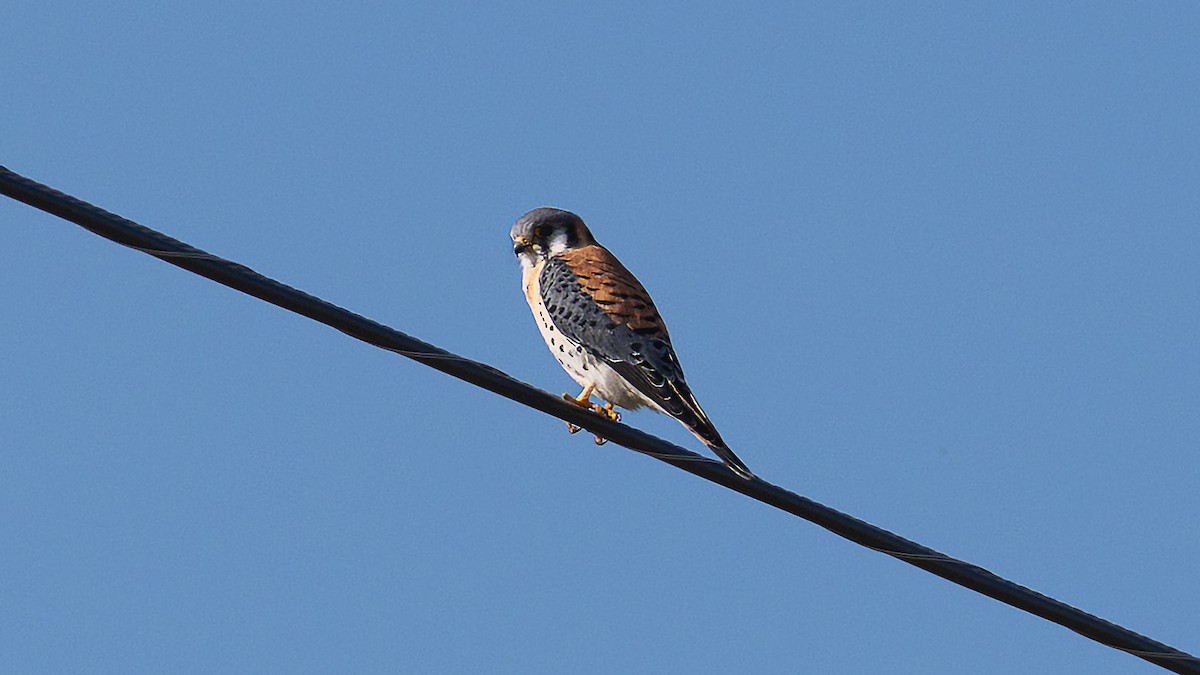 American Kestrel - ML652611257