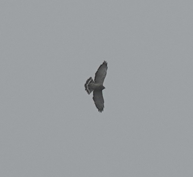 Broad-winged Hawk - ML652611283