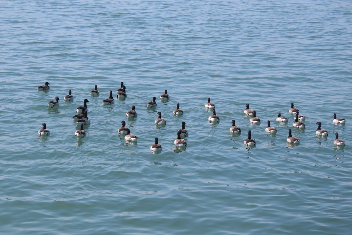 Yosun Kazı - ML652611351