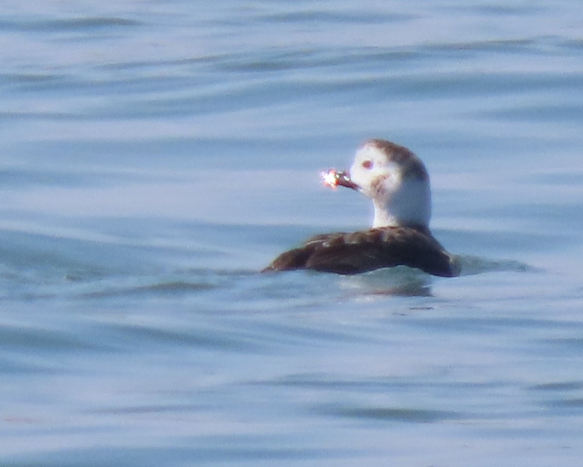 Telkuyruk - ML652611360