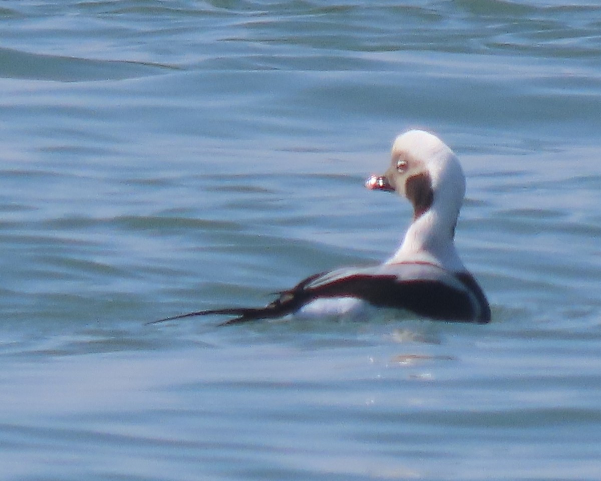 Telkuyruk - ML652611361