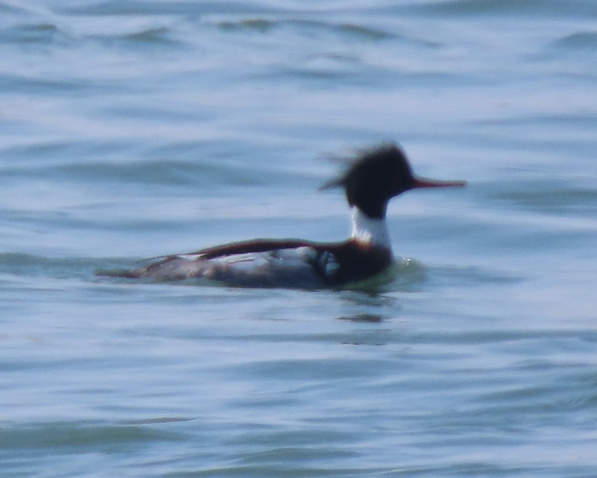 Tarakdiş - ML652611368