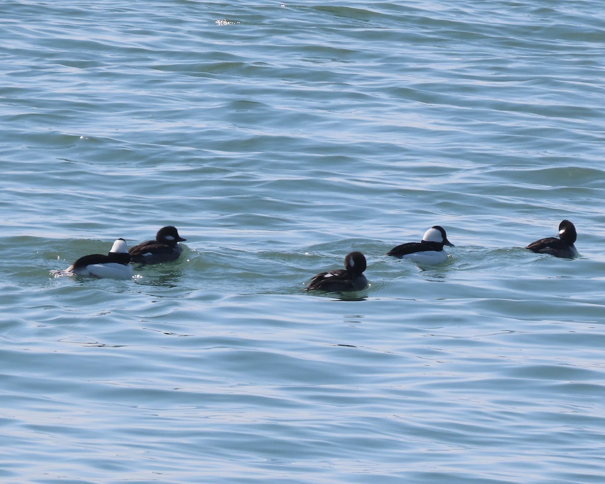 Ak Yanaklı Ördek - ML652611373